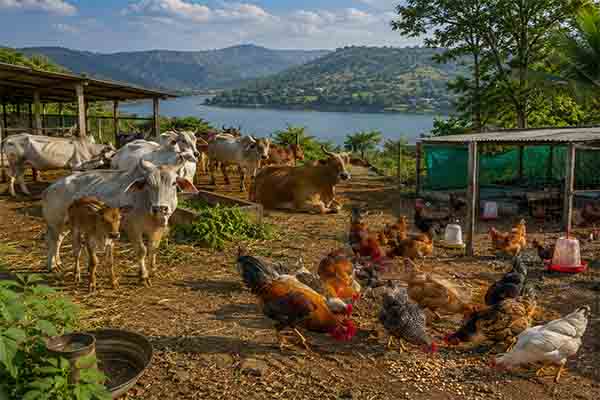 Poultry and cattle farming business investment opportunity in Panshet near Pune