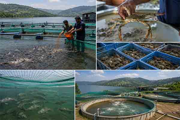 Fish and crab farming aquaculture business opportunity near Panshet Dam