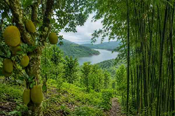 Fruit orchard and plantation business opportunity in Panshet hills near Pune