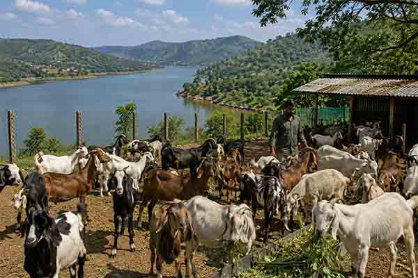 Goat farming business opportunity project in Panshet village area near Pune